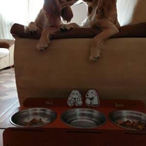 Bandeja de comida para mascotas personalizado