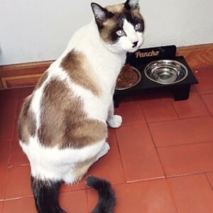 Bandeja de comida para mascotas personalizado