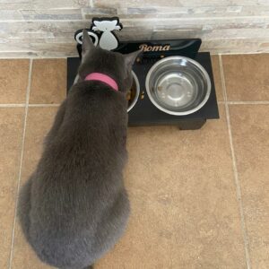 Bandeja de comida para mascotas personalizado