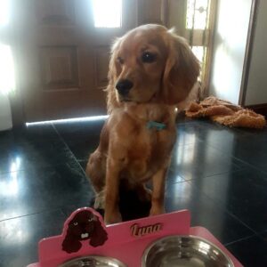 Bandeja de comida para mascotas personalizado