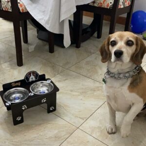 Bandeja de comida para mascotas personalizado