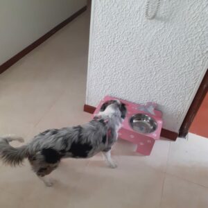 Bandeja de comida para mascotas personalizado