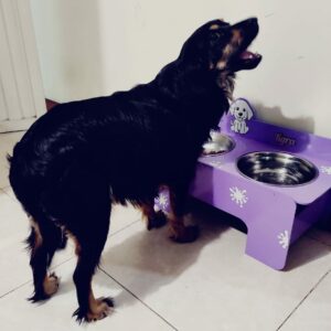 Bandeja de comida para mascotas personalizado