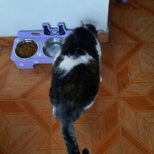 Bandeja de comida para mascotas personalizado