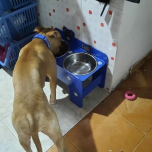 Bandeja de comida para mascotas personalizado