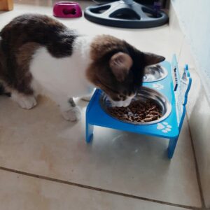 Bandeja de comida para mascotas personalizado