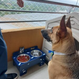 Bandeja de comida para mascotas personalizado